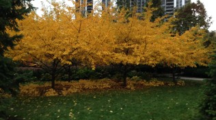 Golden trees harken Fall