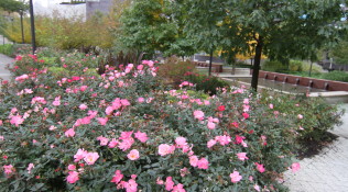 Roses bloom in the botanical park