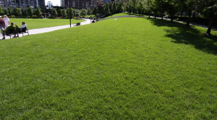 Grassy knolls in the park