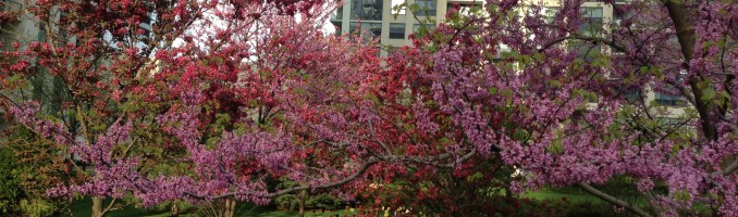Springtime in LSE Park