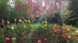 Springtime tulips
